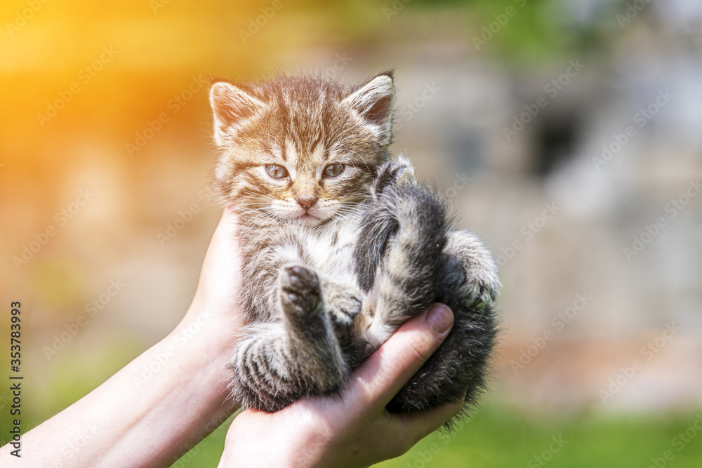 Little kitten in female hands