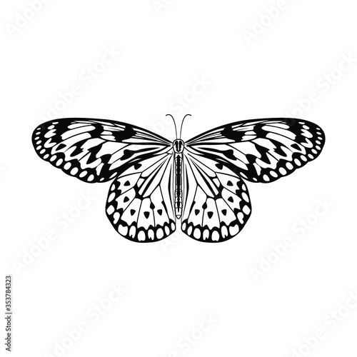 Butterfly isolated line art vector illustration. Hand drawn doodle coloring book page