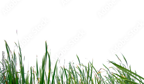 Long green grass and reeds isolated on white background.
