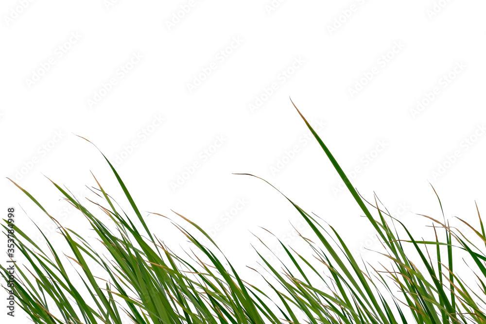 Long green grass and reeds isolated on white background. Long green grass and reeds isolated on white background.