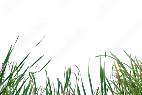 Long green grass and reeds isolated on white background.
