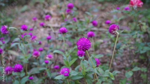 Purple Chrysanthemum Flower Yard