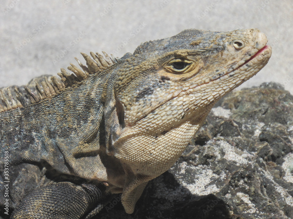 Obraz premium Manuel Antonio, Costa Rica