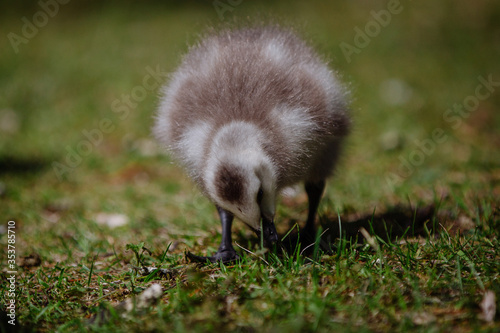Baby duck, close up