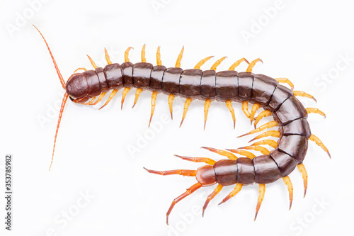 centipedes or chilopoda isolated on white background.