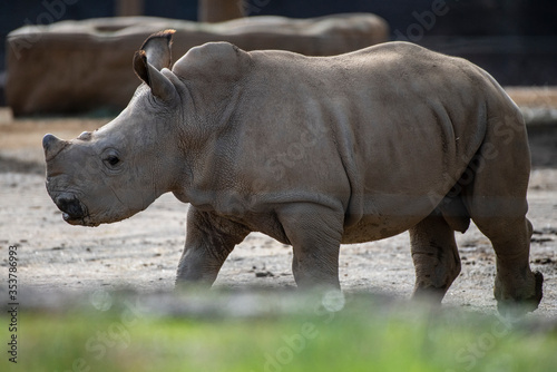 The last white Rhino in the Zoo