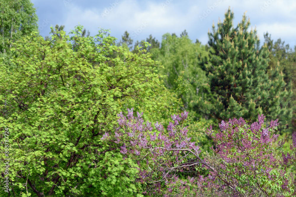 A branch of Persian lilac against the background of deciduous and coniferous trees