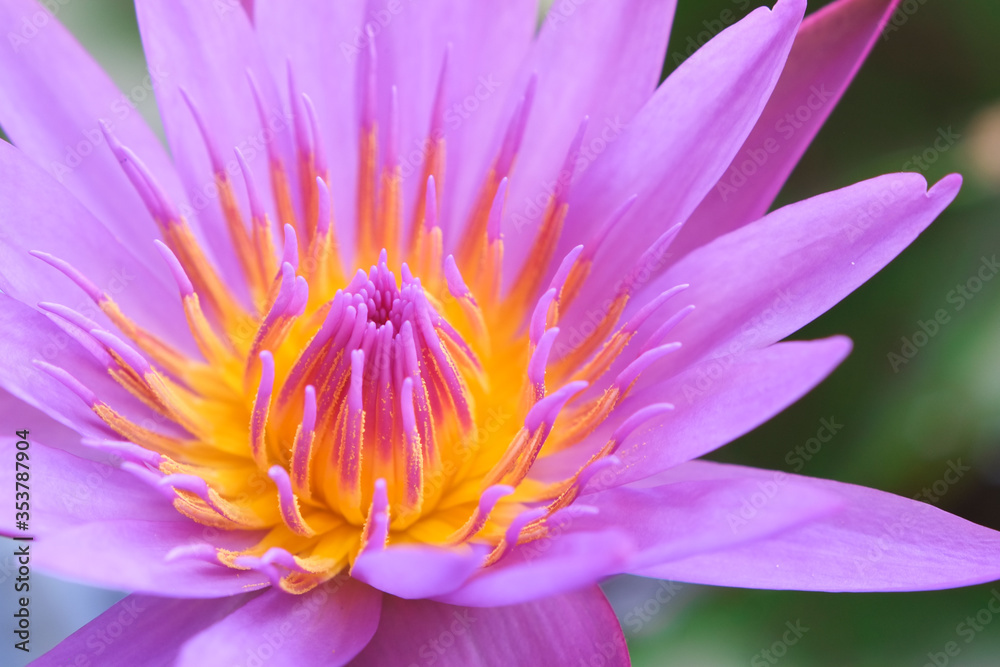 Macro shoot fresh blooming purple pink lotus with yellow pollen flower in water pond close-up. Macro shoot fresh blooming purple pink lotus with yellow pollen flower in water pond close-up.
