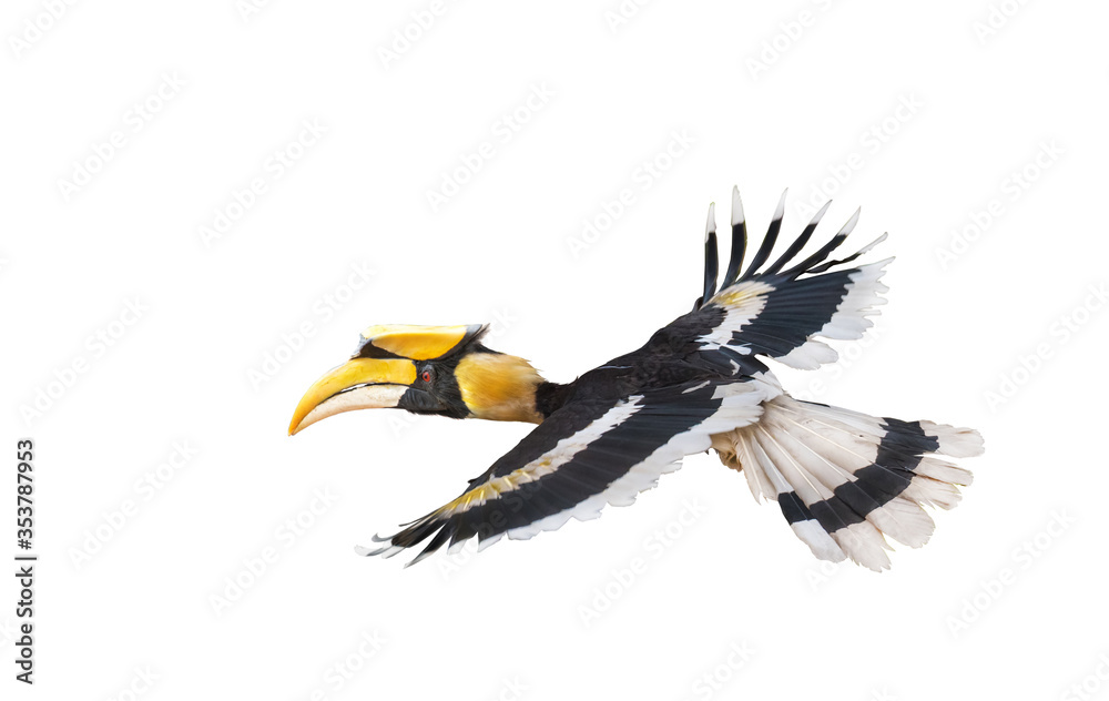 Fototapeta premium The Great Hornbill Flying on white background.