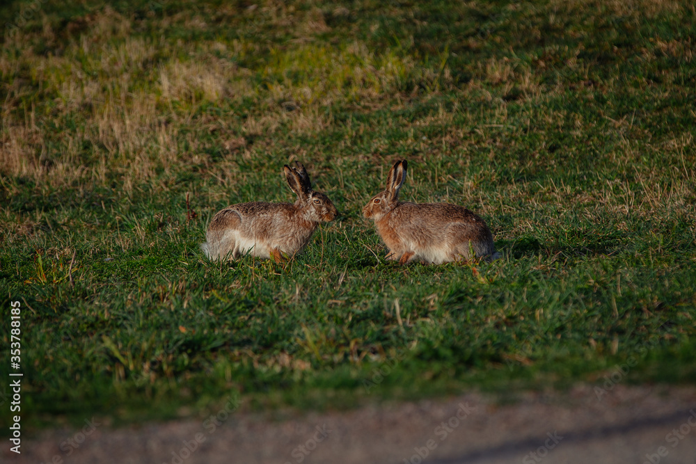 Hares Hares