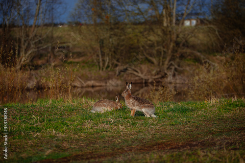 Fototapeta Naklejka Na Ścianę i Meble -  Hares couple