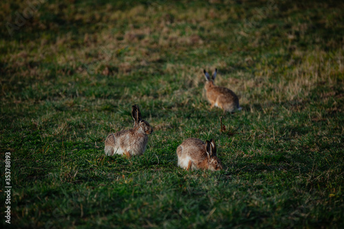 Hares © alexander_popkov