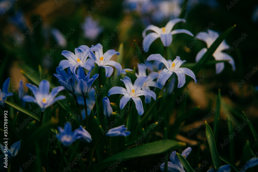 Fototapeta premium Forget-me-not