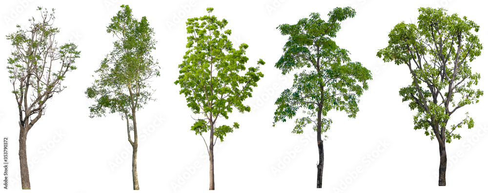 Fototapeta premium Set Beautiful Trees Isolated on white background, Suitable for use in architectural design, Decoration work, Used with natural articles both on print and website.