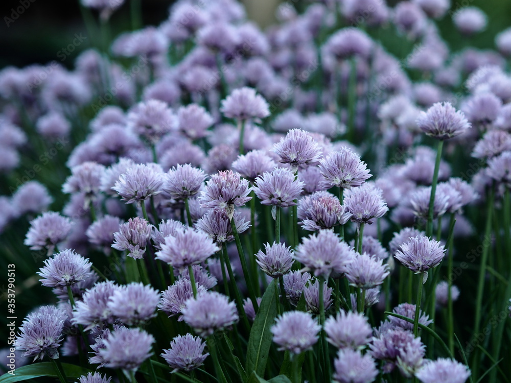 Decorative onion grows and blooms on a flowerbed in the garden Decorative onion grows and blooms on a flowerbed in the garden