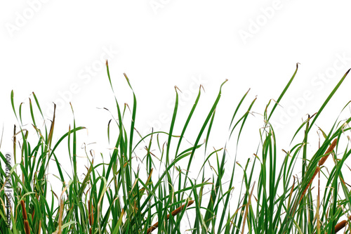 Long green grass and reeds isolated on white background with clipping path and copy space.