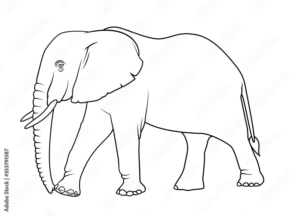 Elephant, line drawing side view picture isolated on white background