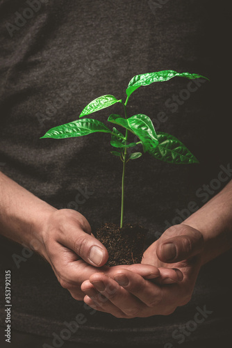 Young passiflora shoot edible or passion fruit. Young green sprout in hands