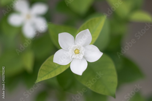 white flower in the garden