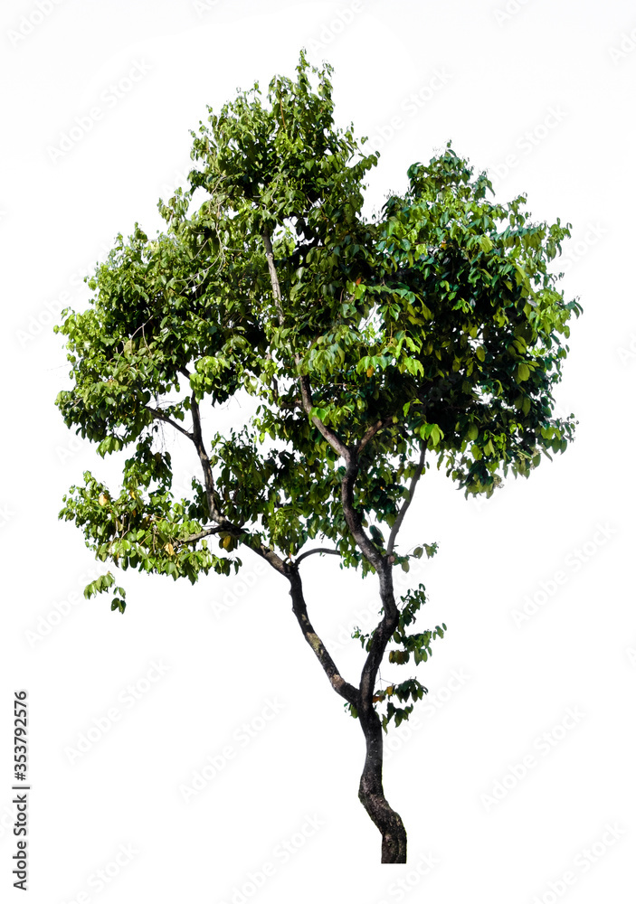Obraz premium Tree isolated on white background. Suitable for use in architectural design or Decoration work. Used with natural articles both on print and website.