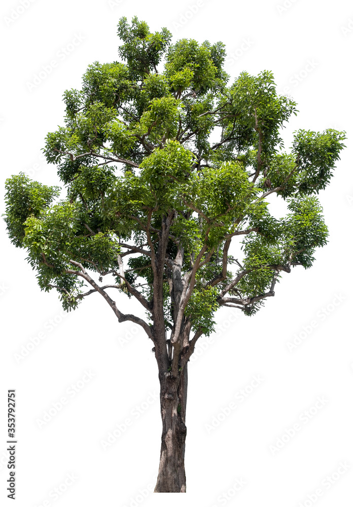 Tree isolated on white background. Suitable for use in architectural design or Decoration work. Used with natural articles both on print and website. Tree isolated on white background. Suitable for use in architectural design or Decoration work. Used with natural articles both on print and website.