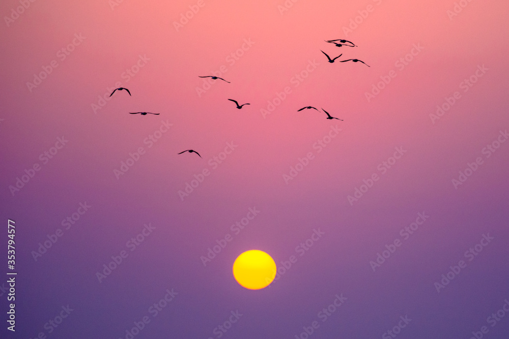 Fototapeta premium birds flying in the sunset