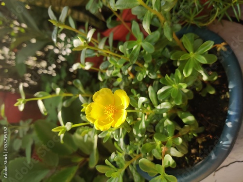 yellow flower in pot