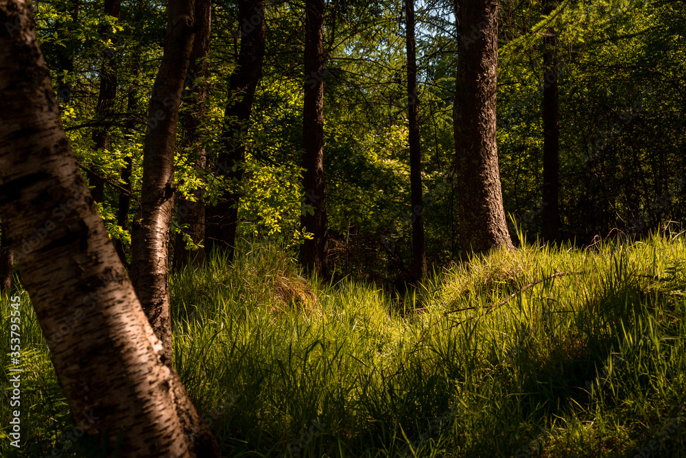 Fototapeta premium Leśna ścieżka w porannym słońcu.