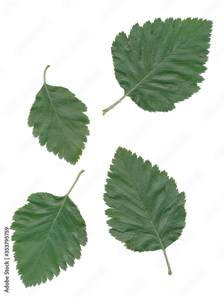 sorbus intermedia tree with green foliage and white flowers sorbus intermedia tree with green foliage and white flowers