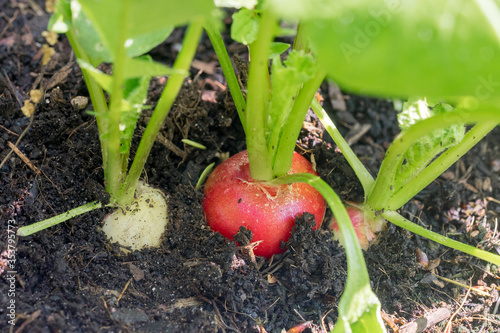 Colorful small radishes growing in brown earth