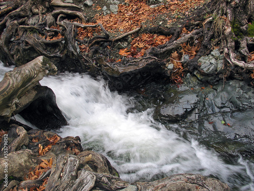 stream in the forest