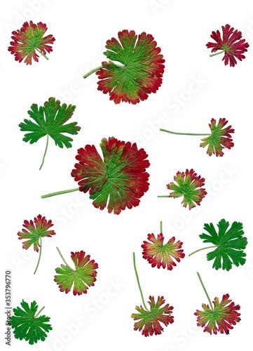 leaves and small flowers of Geranium pusillum close up photo