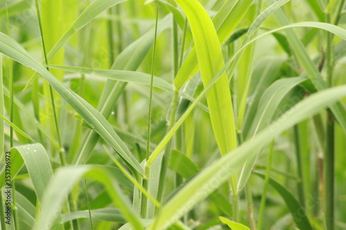 fresh green grass