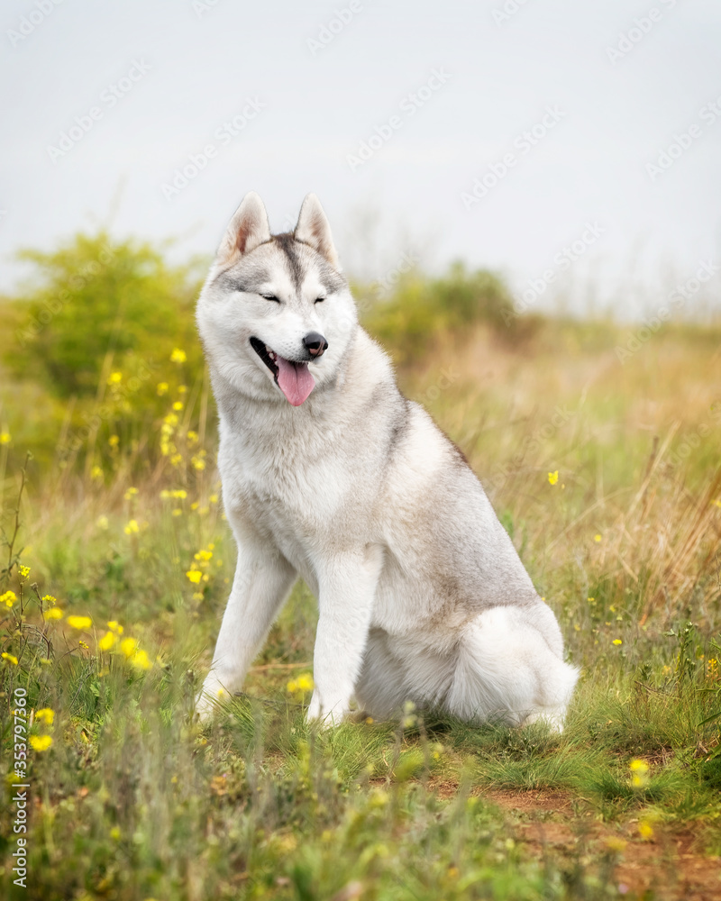 A portrait of a young grey and white Siberian husky female bitch with closed eyes. There is a lot of greenery, grass, and yellow flowers around her. Some grass is dried and the sky is grey.