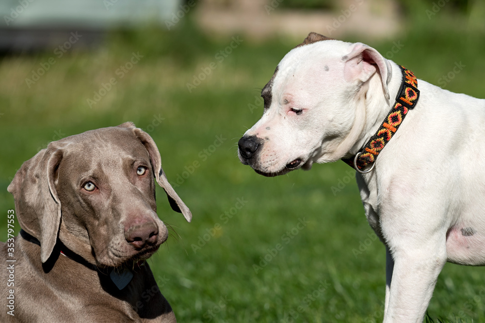 Dog fun. Two young Weimaraner and Pitbull dogs in play. Socialization of dogs, biting inhibition exercise and calming signals.