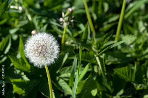 White dandelion flower on fresh dark green background. Close-up view of dandelion with copy space.
