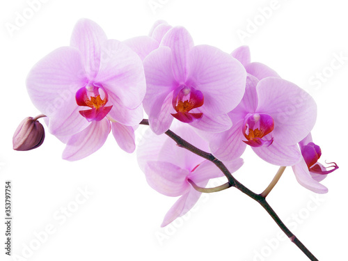Orchid Phalaenopsis with pink flowers close up