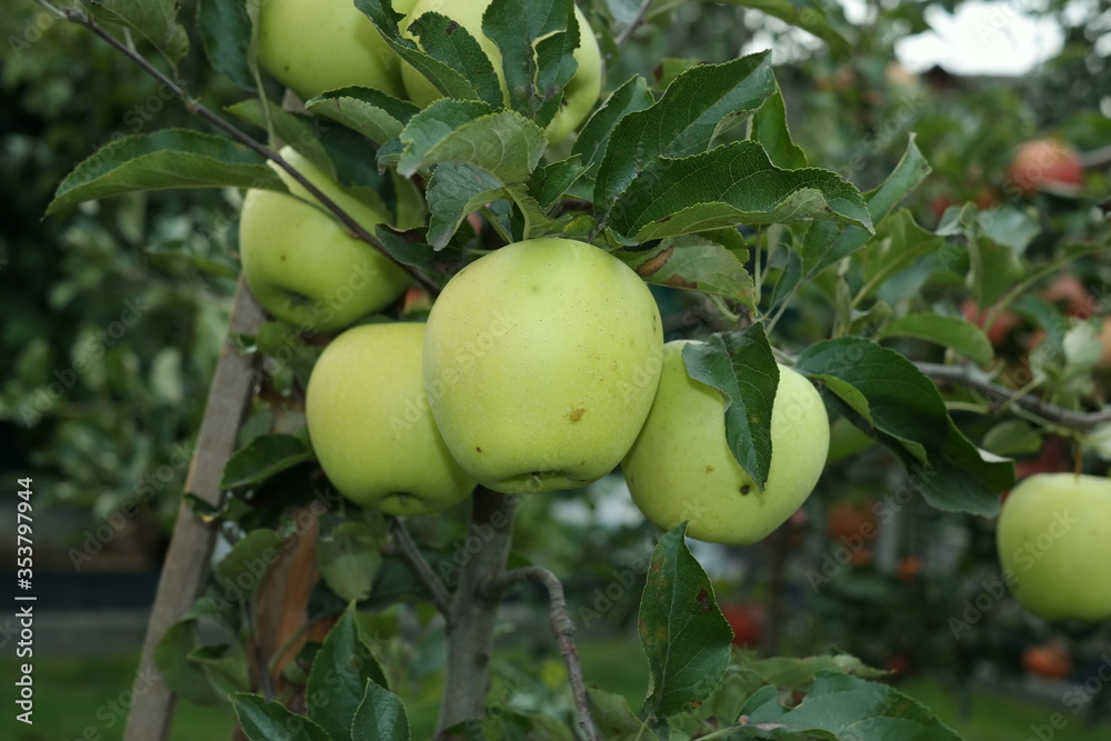 green apples on a tree green apples on a tree