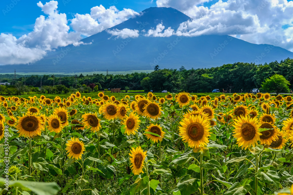 富士山とひまわり畑 富士山とひまわり畑
