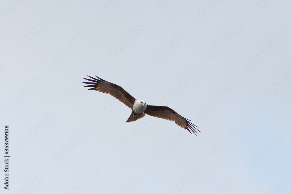 Fototapeta premium Eagle,hawk in the isolated sky