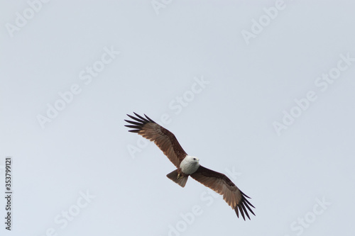 Eagle hawk in the isolated sky