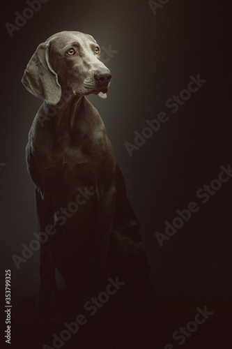 Purebred Weimaraner dog. Studio shot.