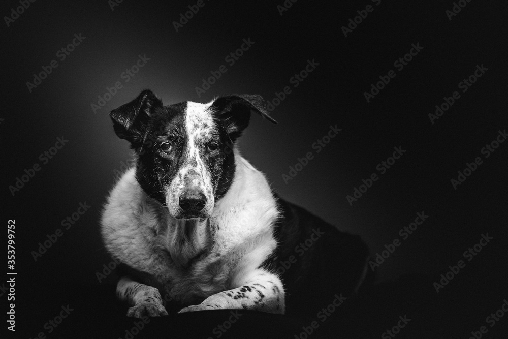 Old sad mixed-breed dog. Studio shot.