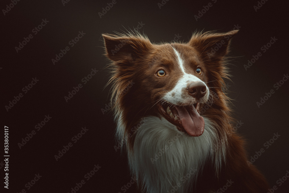Fototapeta premium Happy border collie dog. Studio shot.