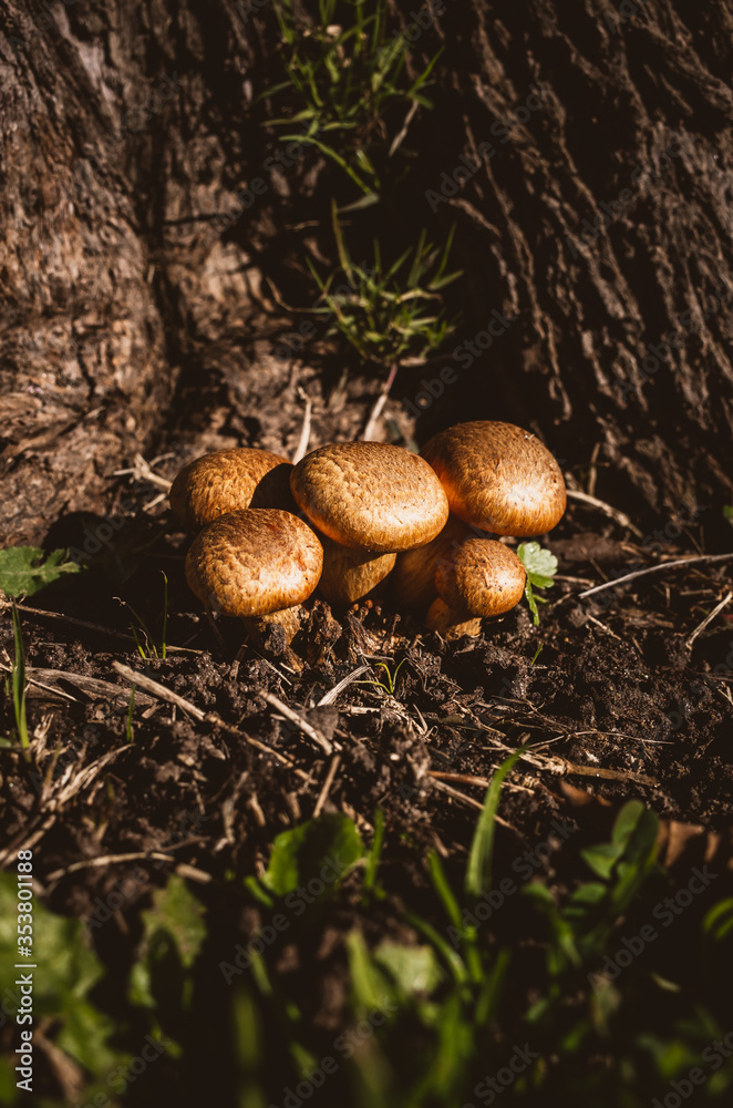 mushrooms in the forest mushrooms in the forest