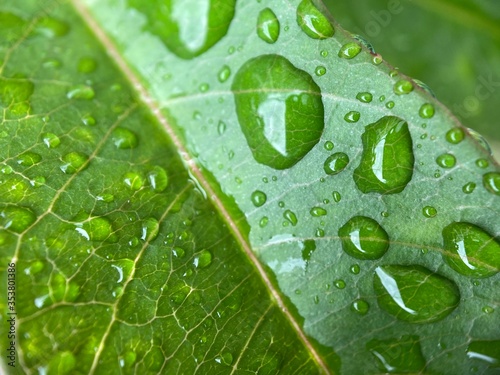 Closeup of raindrops on a leaf.