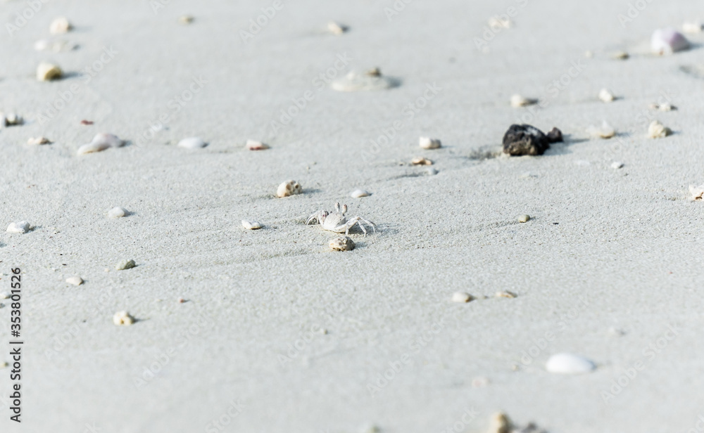 Tiny white crab on sand of Maldives Tiny white crab on sand of Maldives