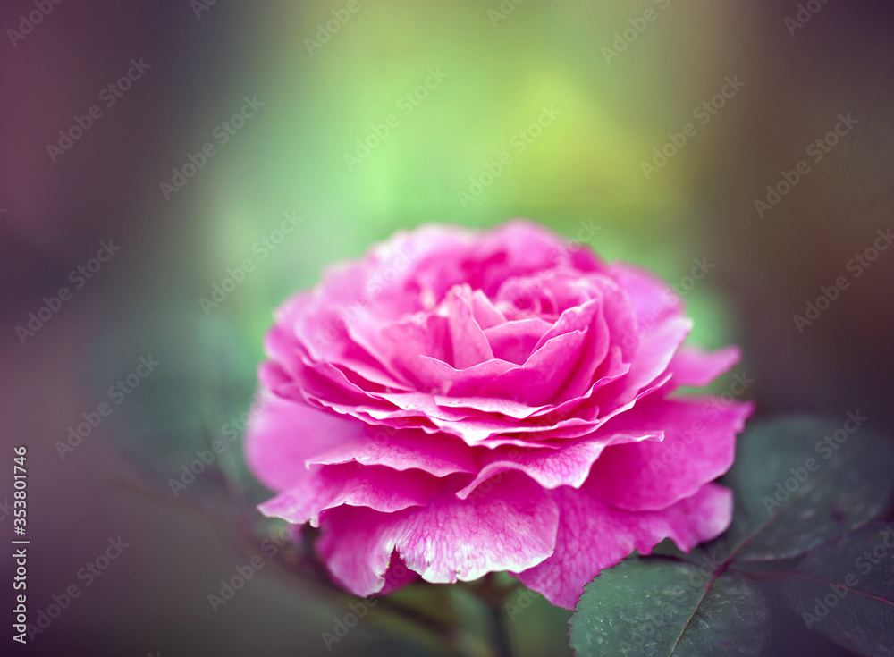 Photo of a beautiful retro blooming rose