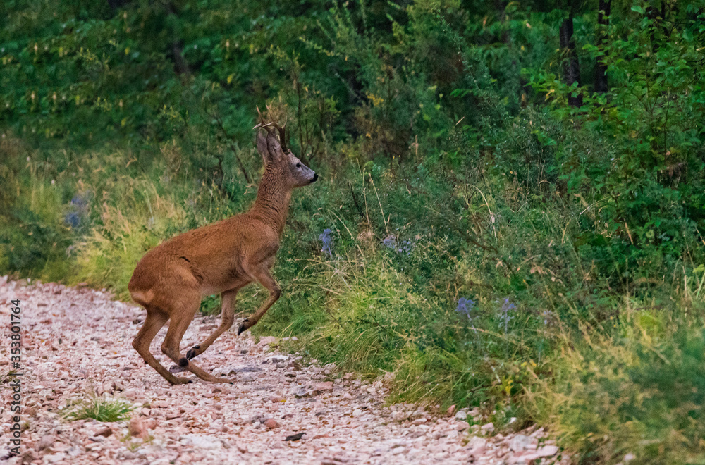 Fototapeta premium roe deer in the act of jumpingroe deer in the act of jumping