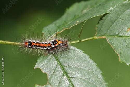 A pretty Yellow-tail Moth Caterpillar, Euproctis similis, feeding on the leaves of a Dog Rose, Rosa canina, growing in the countryside in the UK. © Sandra Standbridge